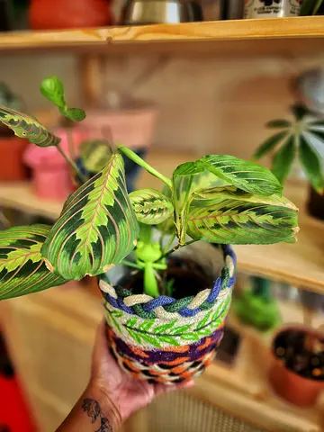 Prayer plant with basket