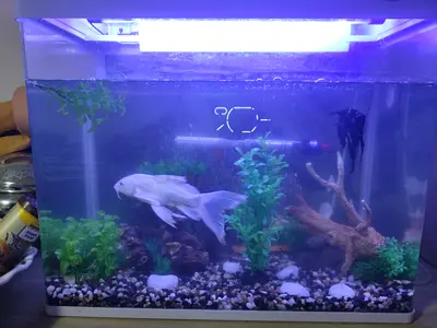 Fish tankFish tank