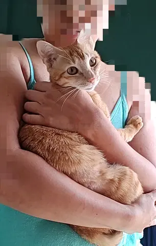 Mango needs a home!