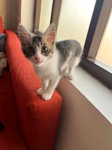 Free adoption