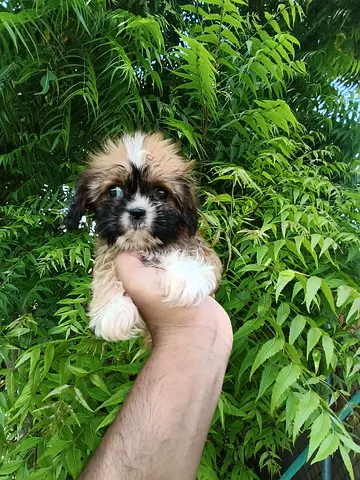 Young Shih Tzu puppy — Friendly, small family dog