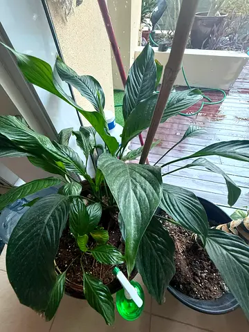 Plants