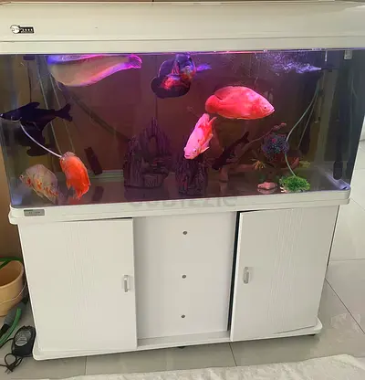 Fish tank(CASH ONLY)