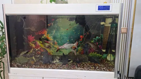 1 meterGlass Aquarium Tank with Filtration, Heater and Decor temperature control ,full active tank .