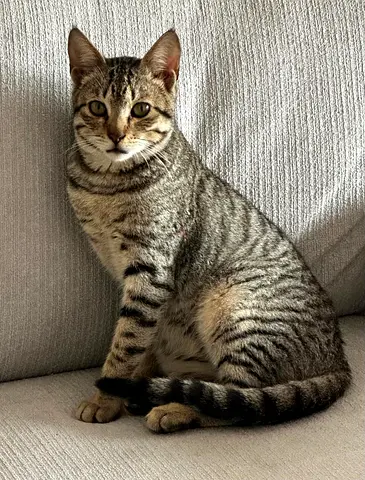 Cat for free adoptiin