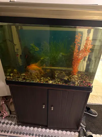 120L Glass Aquarium with Cabinet and Accessories, free koya, snail, white angel and 2 small red fish