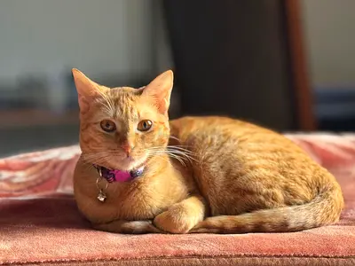 Playful and affectionate orange shorthair cat looking for a new loving home 🐈