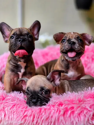 French Bulldog Puppies