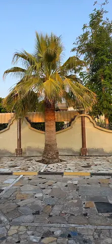 Palm tree in paved garden area — mature outdoor palm for landscape feature