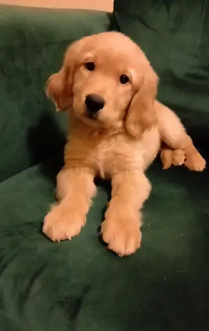 Golden retriever puppies