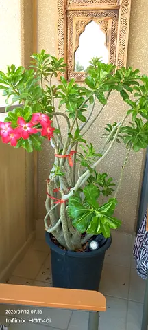 Adenium (Desert Rose) potted plant — healthy, flowering, indoor/outdoor