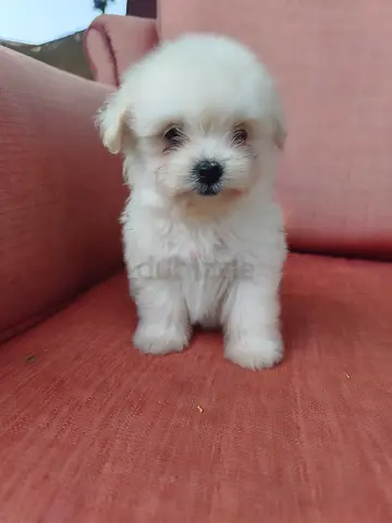 Cute small white Maltese puppy — healthy, vaccinated, ready for new home