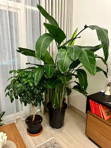 Indoor plants