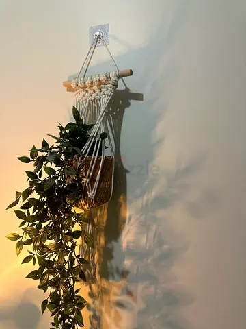 Wall mounted plant