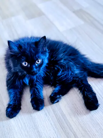 Adorable kitten looking to re-home