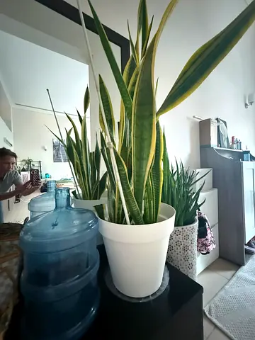 Plants with vase