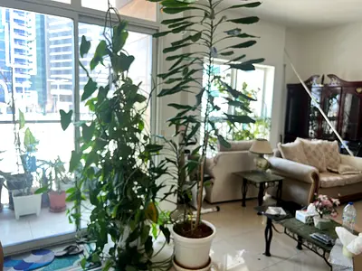 Large indoor houseplants collection with pots — healthy, ready to move