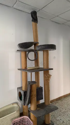 Cloe E Cluzo Multi-Level Cat Tree cat playing