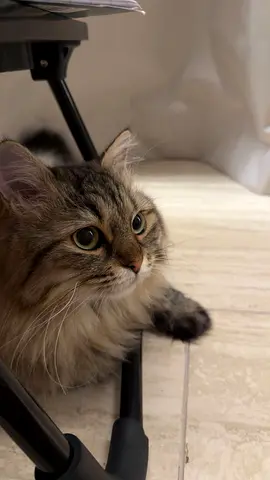 Lost Cat Reward If Found