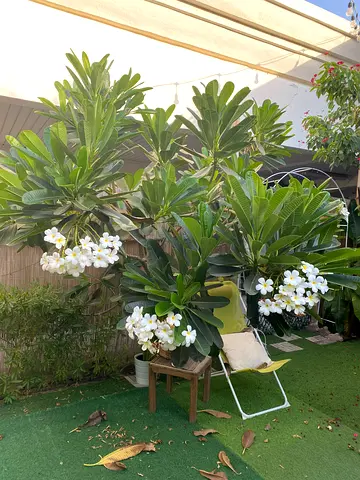 Outdoor plumeria (frangipani) plants - mature, flowering