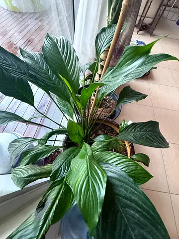 Plants