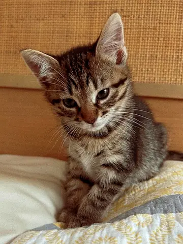 Kitten