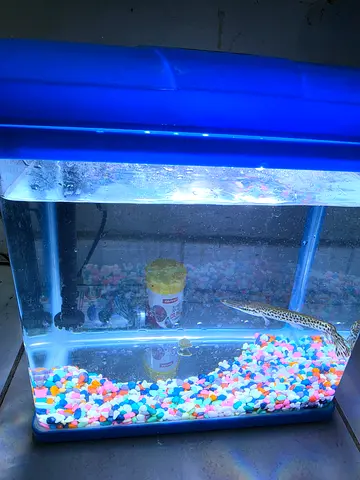 Negotiable little Small used fish tank with gravel and filter - 10L approx