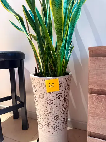 Plants