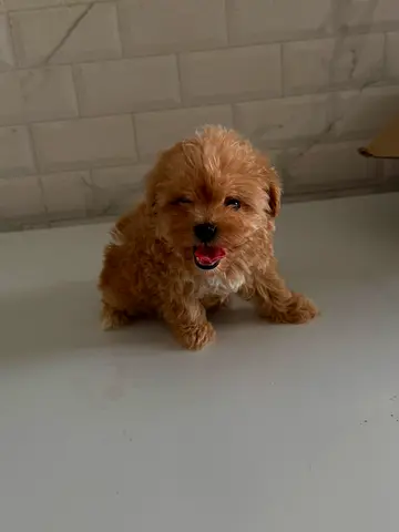 Teacup Maltipoo Puppy