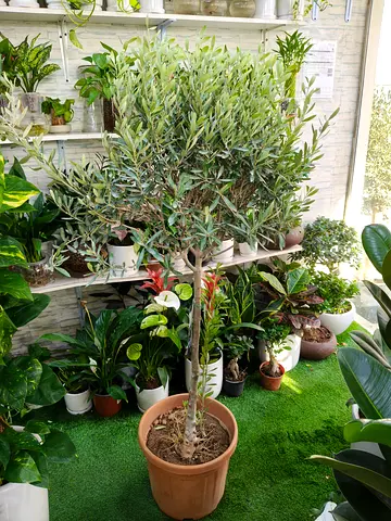 🌿 Beautiful Mature Olive Tree (Olea Europaea) – Elegant Indoor  Outdoor Plant 🌿