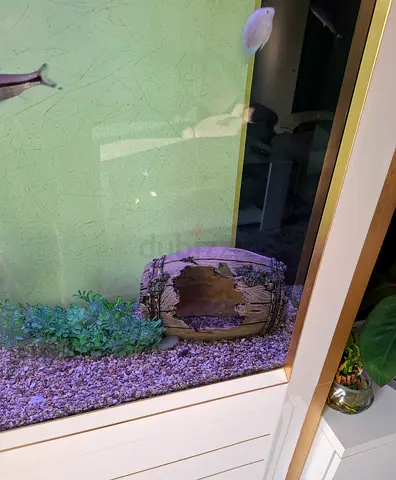 Big Aquarium Decor