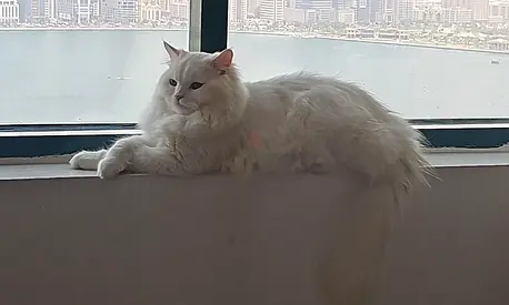 Full free adoption no fees at all. Male cat.Pure white long-haired cat — calm indoor adult, friendly