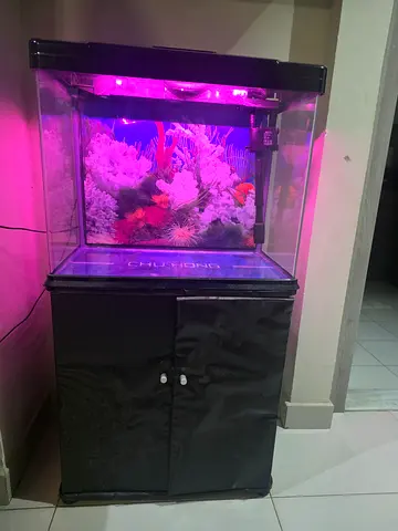 Used 60cm Bent Glass Aquarium Kit with Stand, Hood LED Lighting - Ready Setup