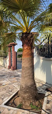 Mature Canary Island Palm Tree (Outdoor Garden Plant) - Good Condition