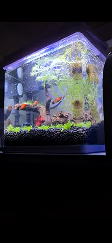 Small planted aquarium , LED light and filter - ready setup