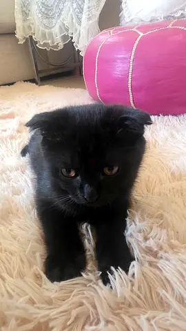 Scottish Fold shorthair kitten - friendly and quiet