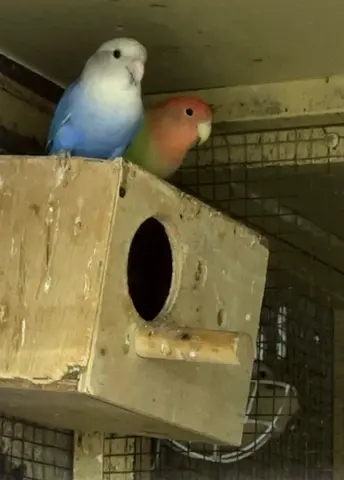 زوج روز منتج lovebird breeding pair