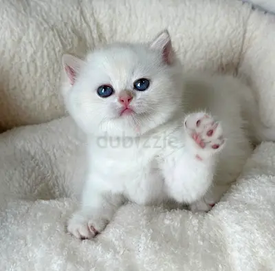 Pets