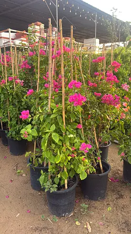 Bougainvillea climbers in pots — healthy pink flowering plants, ready to plant