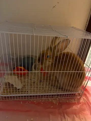Young tan rabbit with cage — healthy pet ready for rehoming