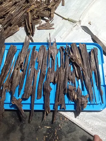 Hindi manipuri oud