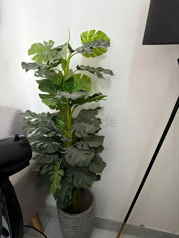 indoor plant