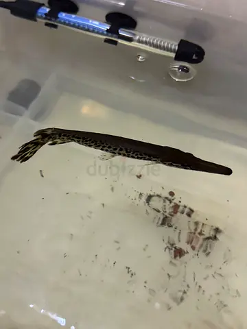 Aquarium Fishes for Adoption