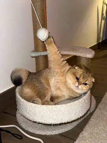 Friendly Scottish Fold Looking for a New Home