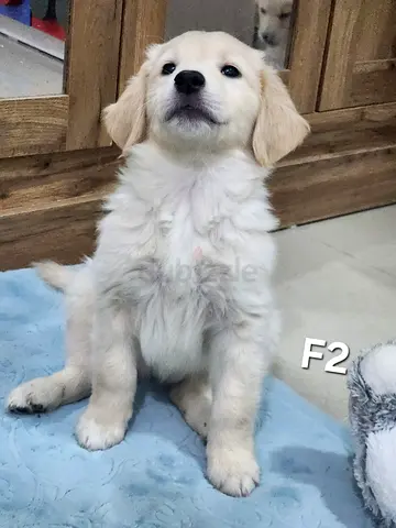Golden Retriever puppy