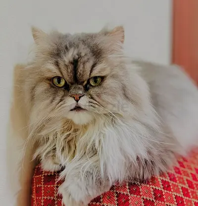 Persian punch face cat for free adoption