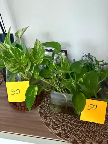 Plants for sale