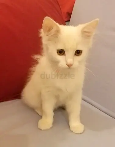Cute and active Turkish Angora breed male kitten, 2 month old looking for adoption