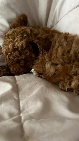Small brown toy poodle puppy - friendly and cuddly