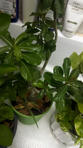 Indoor potted desert rose (Adenium) with pot - healthy small plant